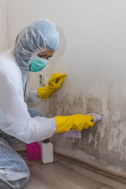 Environmental Consulting for Mold Prevention in Kiefer, OK
