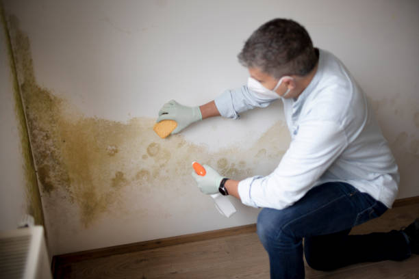 Best Environmental Consulting for Mold Prevention  in Kiefer, OK